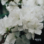 금강조경 변광열 | 철쭉 묘목 백철쭉 H0 3 0 4 5주 특선 정원조경의 시작 금강원예