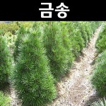 금송 묘목 H40cm 포트1개 정원수 조경수 1개