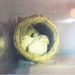 미니메추리 앵무새 항아리 둥지 은신처 포란 산란 새집