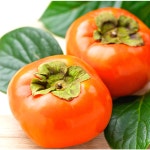 꽃담은나무 꽃담은나무 감나무 결실주 대봉 H1 5 연시 유실수 재배 과일나무 R3이상 2-1 차량단감 H1 5 x R2-3 1개