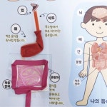 학교 과학 수업교구 우리몸속 관찰 북아트 4인 세트 꾸미기 유치원교구
