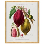Art Remedy Etienne Denisse의 코코아 카카오 캔버스 빈티지 보태니컬 프레임 61 x 76 24 x 3