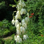 실유카 포트묘 3개묶음 묘목 G0285