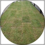 잔디 심어 드립니다 천연잔디 떼시공 롤잔디시공 잔듸 한국잔디 1 당시공가 잔디밭가꾸기