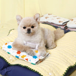 해피앤퍼피 강아지 파우치 아이스팩 물병파우치