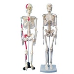 해골 모형 두개골 전신 85 해부학 뼈 45 2 인체골격 무신경형