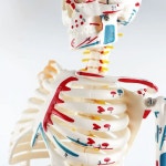 해골 모형 두개골 전신 85 해부학 뼈 45 2 인체골격 무신경형