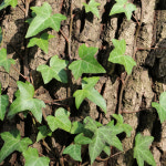 충북농원 아이비 화분 - 포트묘