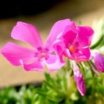 꽃잔디 홍설 포트묘 20개묶음 모종 묘목 20개 G1121