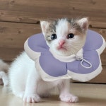 퍼플 강아지 예쁜넥카라 꽃피는 넥카라 고양이 쿠션 S