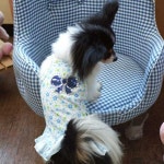 슈크림 나시원피스 반려견옷 강아지원피스 강아지민소매티 강아지티셔츠 강아지옷