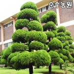 향나무 가이즈까향나무 묘목 삽목2년 뿌리 5개 상록수