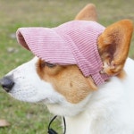 강아지 코듀로이 캡모자 1P 스트링 귀구멍 긴챙