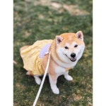 졸리펫 여름호박치마 고양이 강아지 꽃봉오리나시치마 애완동물옷 리본