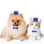 파우티클럽 왕관 세트 왕관넥타이세트 강아지왕관넥타이세트 파티장식왕관 파티왕관 강아지왕관 왕관머리띠