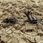 장수풍뎅이 암컷 5마리 중형 대형 참좋은굼벵이 곤충농장 암컷 -대형 46 5마리 1개