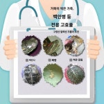 거북이 친구 상비 거북이 썩은 갑옷 흰눈병 외상 흰 반점 배변차 장염초 거북이 브라질 거북 전용