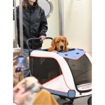 보시마오 대형견 강아지 개모차 트레일러 웨건 유모차 반려동물 업그레이드 모델 레인커버