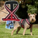 강아지 야간반사 하네스 1P 가슴줄