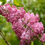 라일락 메덴스블러쉬 접목1년 2주묶음 묘목 G0865