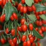 슈퍼왕구기자나무 삽목2년 5주묶음 조경수 정원수 묘목 A0408