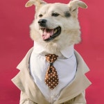 강아지옷 턱시도 대형견 정장 애견 반려견 웨딩 의류 드레스 L