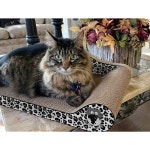 퍼펙트 월드 캣 라운지 - 스노우 스크래처 레오파드