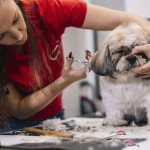 반려견 그루밍 가위 커브드 7 스테인리스 스틸 안전 라운드 팁 개와 고양이를 위한 전문 반려동물