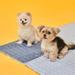 페스룸 쿨젤매트 