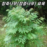 참죽나무 1년생 3 5치포트묘 약용수 새순 나무 묘목 참중나무 가죽나무 3개
