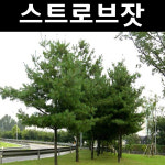 스트로브잣나무 묘목 H1 0m 분묘1개 1개