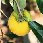 차량단감나무 접목1년 2주묶음 유실수 정원수 묘목 J0018