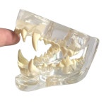 강아지 치아모형 개과 정확한 구강구조 수의학 개이빨 A 고양이 이빨