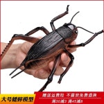 곤충피규어 귀뚜라미 리얼 곤충 컬렉션 동물 에스티