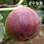 무화과 승정도후인 삽목2년 뿌리 1개 과실수