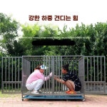 대형견케이지 중형견 동물병원 철장 켄넬 실내집 야외 실내 안식처