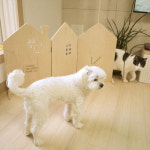 디모토 디모토 까비 자작나무 하우스형 미니파티션450 애견 강아지 배변 가림막 고양이 화장실 칸막이