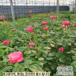 사계장미 안젤라 줄장미 망포트 개화주 묘목 노지월동 덩굴 장미 넝쿨 덩쿨 장미묘목 같이가치농원