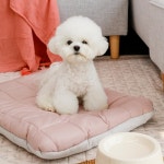 아망떼 아망떼 먼지없은 알러지케어 강아지 고양이 펫 방석 쿠션 침대방석