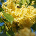 북경 라일락 베이징 목향수 거향수 묘목