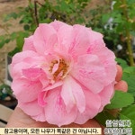 사계줄장미 덩굴장미 로얄바카라 개화주 망포트