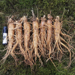 금산수삼시장 세척안함 금산수삼시장 원수삼특대 1채 750g 7 8뿌리