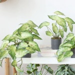 깃털 플라워 꽃 벽 인테리어 C146 장식 1 부직포 행거 백 4봉지 가로걸이