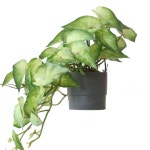 깃털 플라워 꽃 벽 인테리어 C146 장식 1 부직포 행거 백 4봉지 가로걸이