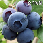 블루베리 한나스초이스 나무 묘목 삽목6 7년 결실주 1개 한나초이스
