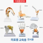 발목 뼈 발 인체 발과 모델 모형 인간 모형 해골 해부학 무릎 모형 디 업그레이드