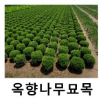 옥향나무 묘목 삽목1년 포트묘 10개묶음