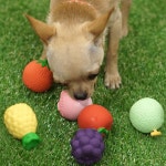 강아지 과일 모양 라텍스 장난감 삑삑이 토이 랜덤 2P