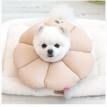 D18 패리스독 꾸울잠카라 베이지S