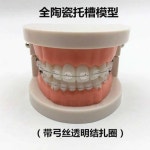 치아모형 덴티폼 치열 치과 교육 데모 틀니 교정 모델 연습